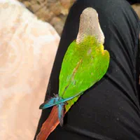 ۴عدد طوطی گرینچیک فوق دستی سخنگو به شرط|پرنده|خمینی‌شهر, |دیوار