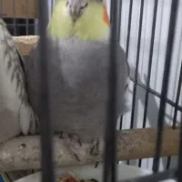 عروس هلندی|پرنده|رزن, |دیوار