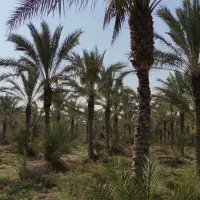 فروش باغ در بنار ابشیرین