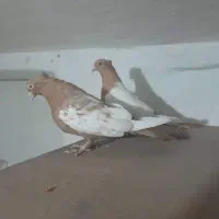 چهار جفت کفتر|پرنده|شیراز, بازار|دیوار