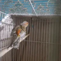 قناری نر سرخ مست|پرنده|تربت‌حیدریه, کوی شهید احمدزاده ملکی|دیوار