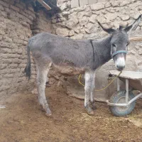 الاغ|حیوانات مزرعه|اردل, |دیوار