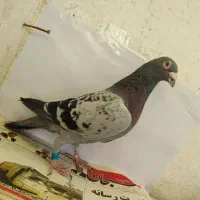 کفتر بهبهانی و پلاکی|پرنده|شیراز, شیشه‌گری|دیوار
