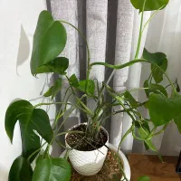 فروش ی گلدان گل سه ساله