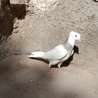 کفتر طوقی ماده|پرنده|سلامی, |دیوار