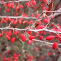 فروش ویژه نهال زرشک بالیبل رسمی+اشانتیون