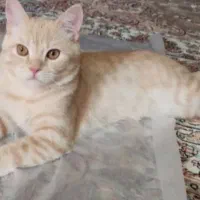 واگذاری گربه نر بریتیش پرشین