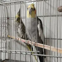 عروس هلندی مولد