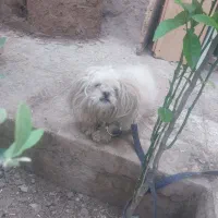 سگ ماده تریرسوپر فلد قیمت مناسب فوری