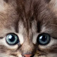 گربه پیدا شده