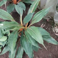 فیتونیا|گل و گیاه طبیعی|نشتارود, |دیوار