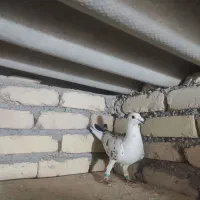 سوسکی ساده کویتی|پرنده|مه ولات, |دیوار