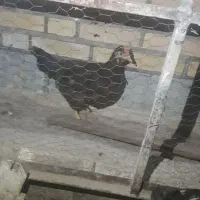 مرغ تخمگذار