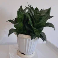 گل سانسوریا|گل و گیاه طبیعی|لاهیجان, شهرک سلمان فارسی|دیوار