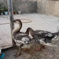 دو عدد قوغاز