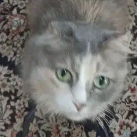 گربه ماده پرشین اسکاتیش|گربه|لنگرود, |دیوار