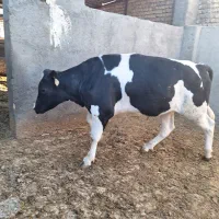 گوساله نر چاق