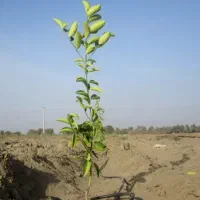 نهال آلبالو گیلاس و گلابی