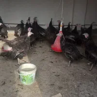 بوقلمون بالق به شرط|حیوانات مزرعه|مشهد, كنويست|دیوار