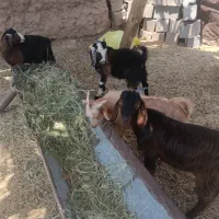فروش کهر نر