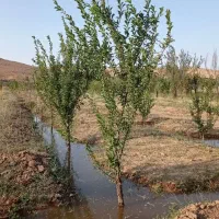 باغ 1700 متری در آبگرم|فروش زمین و ملک کلنگی|آبگرم, |دیوار