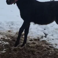 سیلمی کورد توضیحات...