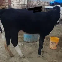 گوساله