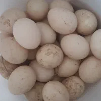 تخم اوردک اسرائیلی تازه