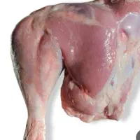 فروش بوقلمون زنده و پاک شده بدون پوست