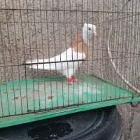کبوتر