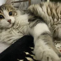 گربه ی گمشده