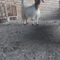بز و بزغاله