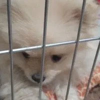 پامرین خرسی ماده|سگ|اهواز, سیصد دستگاه|دیوار