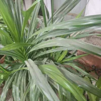 گل های بزرگ کوچک