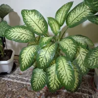 گل طبیعی دیفن پر پشت