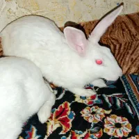 خرگوش|موش و خرگوش|اهواز, کوی علوی|دیوار