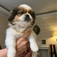 سگ پگینینز ۳ ماهه