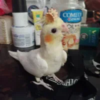 عروس هلندی ماده و جوجه نر