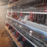 قفس مرغ|لوازم جانبی حیوانات|رامشیر, |دیوار