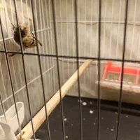 حراج بخون|حراج|زرند, |دیوار