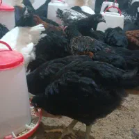 جوجه مرغ|حیوانات مزرعه|نیشابور, فضل|دیوار