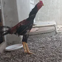 خروس لاری تازه لک سال داره تخت میکنه