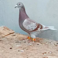 غوره پولکی ماده