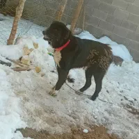 سگ گله فروشی