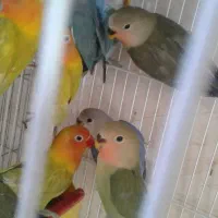کوتوله برزیلی|پرنده|شیراز, سعدیه شمالی|دیوار