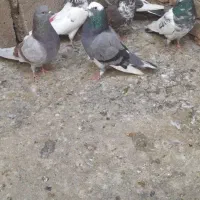 کفتر|پرنده|مشگین شهر, |دیوار