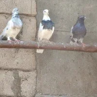 کبوتر