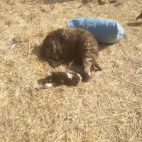 میش و بره|حیوانات مزرعه|دورود, |دیوار