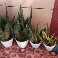 گل شمشیری|گل و گیاه طبیعی|تالش, هشتپر|دیوار