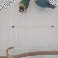 جفت رنگ خاص نژاد دار پاکسازی شده